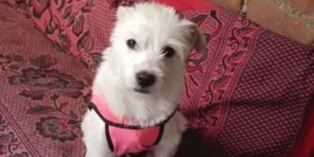 Justicia para Bianca: asesino de perrita en Trujillo todavía sigue en libertad